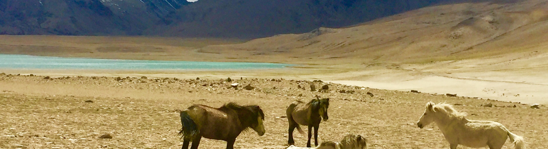 Monastères, dunes et lacs du Ladakh