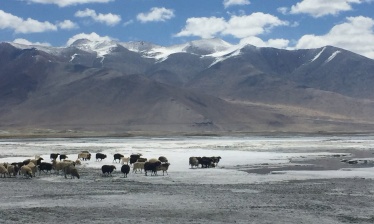 Déserts et plateaux du Ladakh